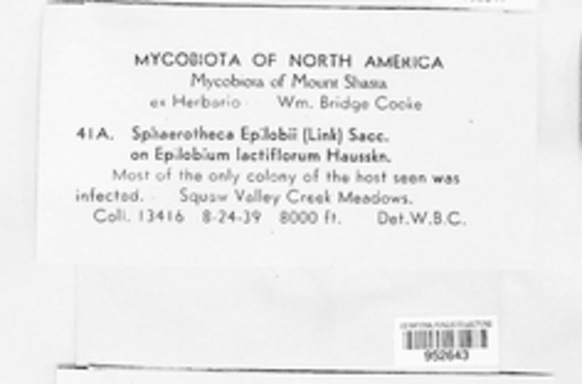 Podosphaera epilobii image